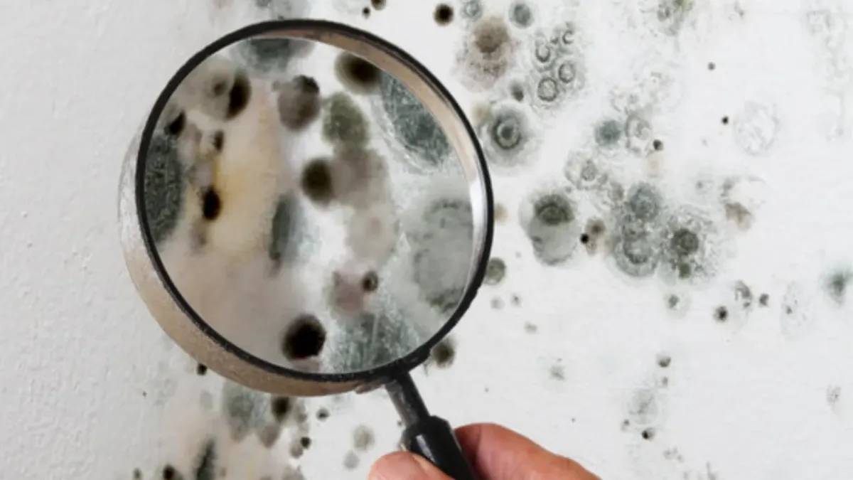 The Difference Between Black Mold and Dust