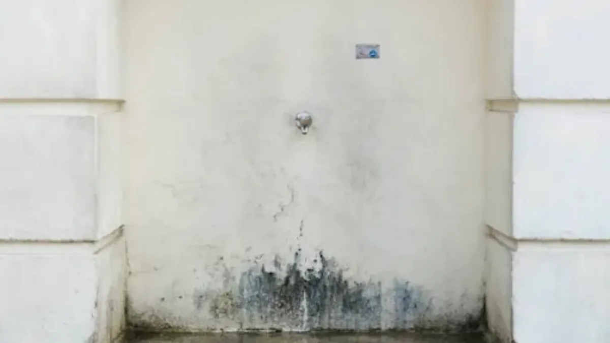 Can I Stay In My House With Black Mold?