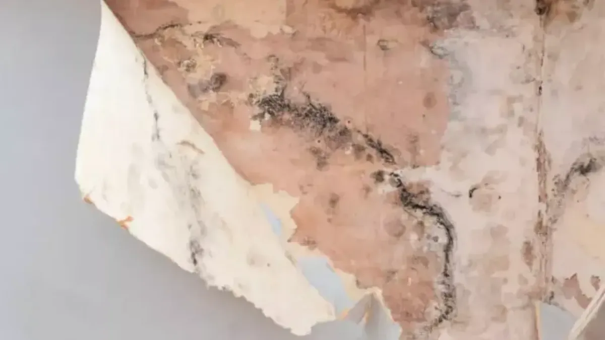 How To Remove Your Drywall’s Mold