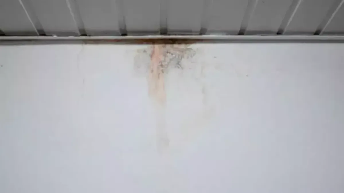 Is Mold Growing In Your Concrete?