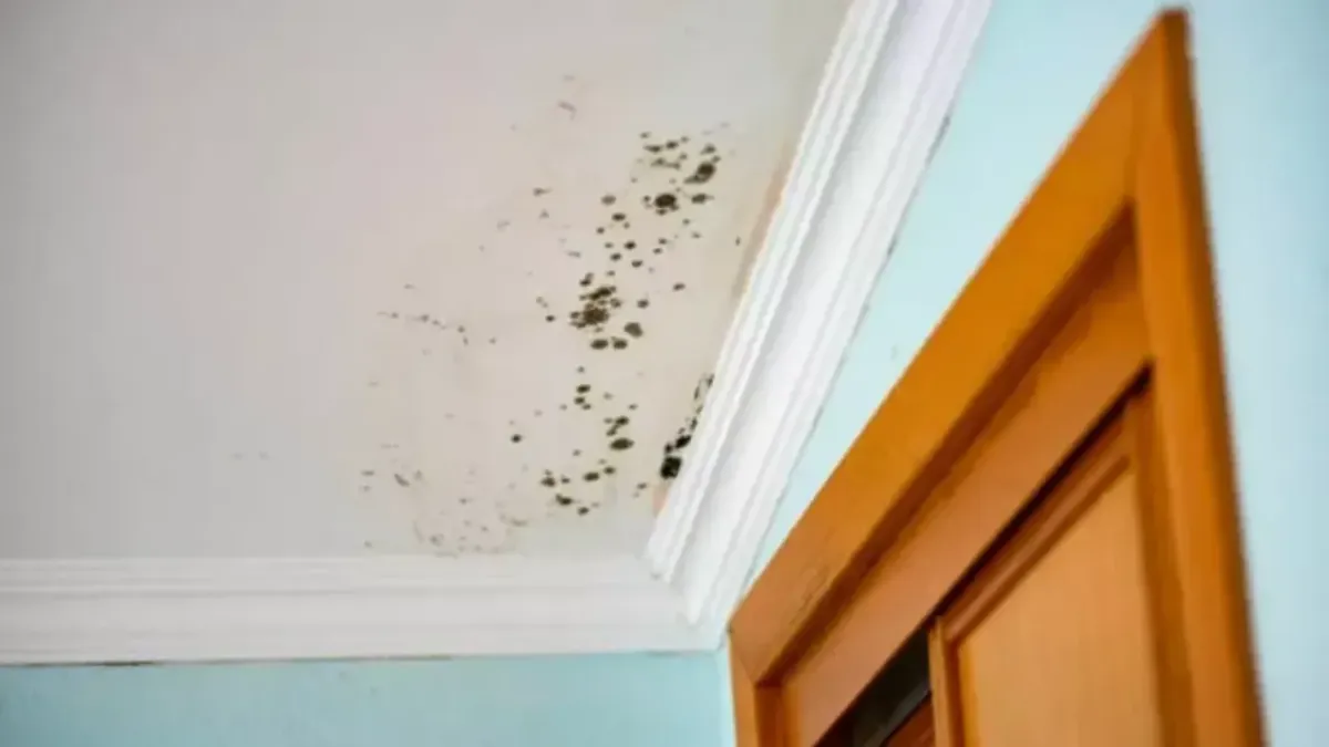 How To Test For Mold In An Apartment
