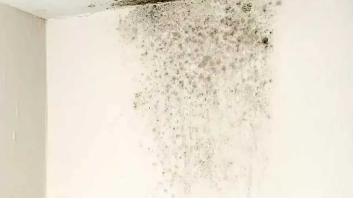 Can You Paint Over Mold?