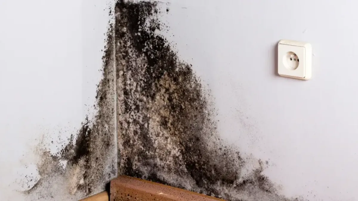What Does Black Mold Smell Like