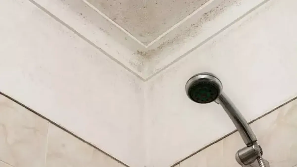 Dangerous Black Mold in Shower