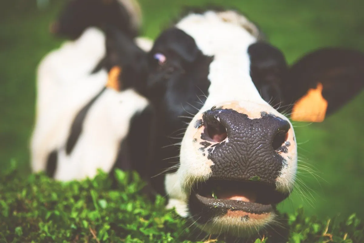 cow in a field