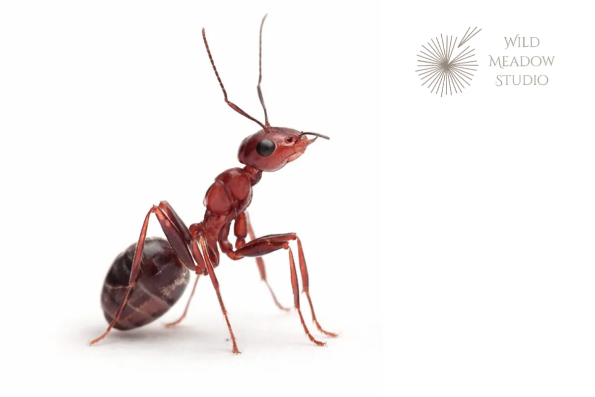 ANT