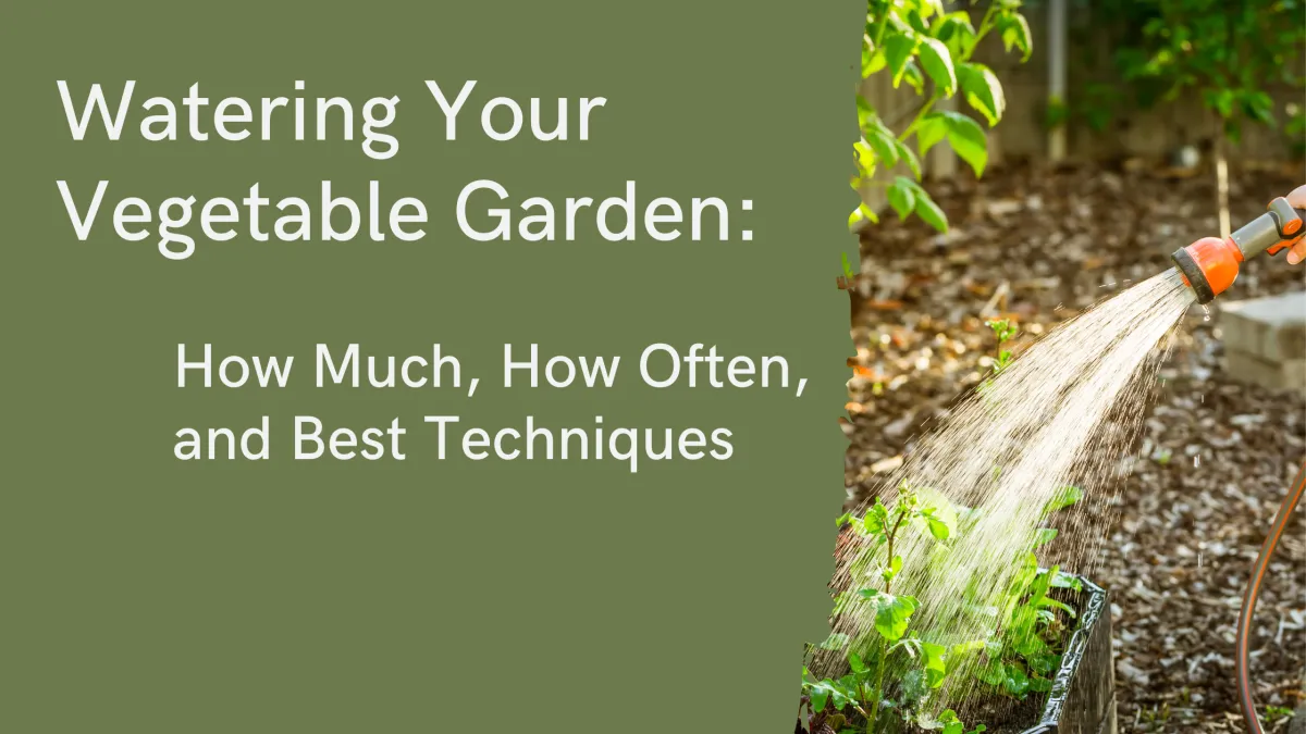 Watering Your Vegetable Garden: How Much, How Often, and Best Techniques