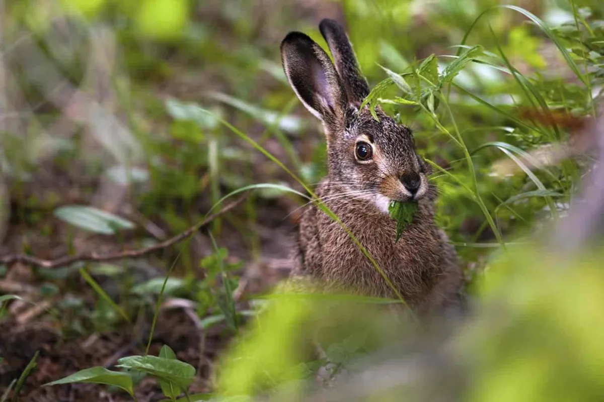 A Gardener's Strategy: Managing Rabbit Presence in Your Garden