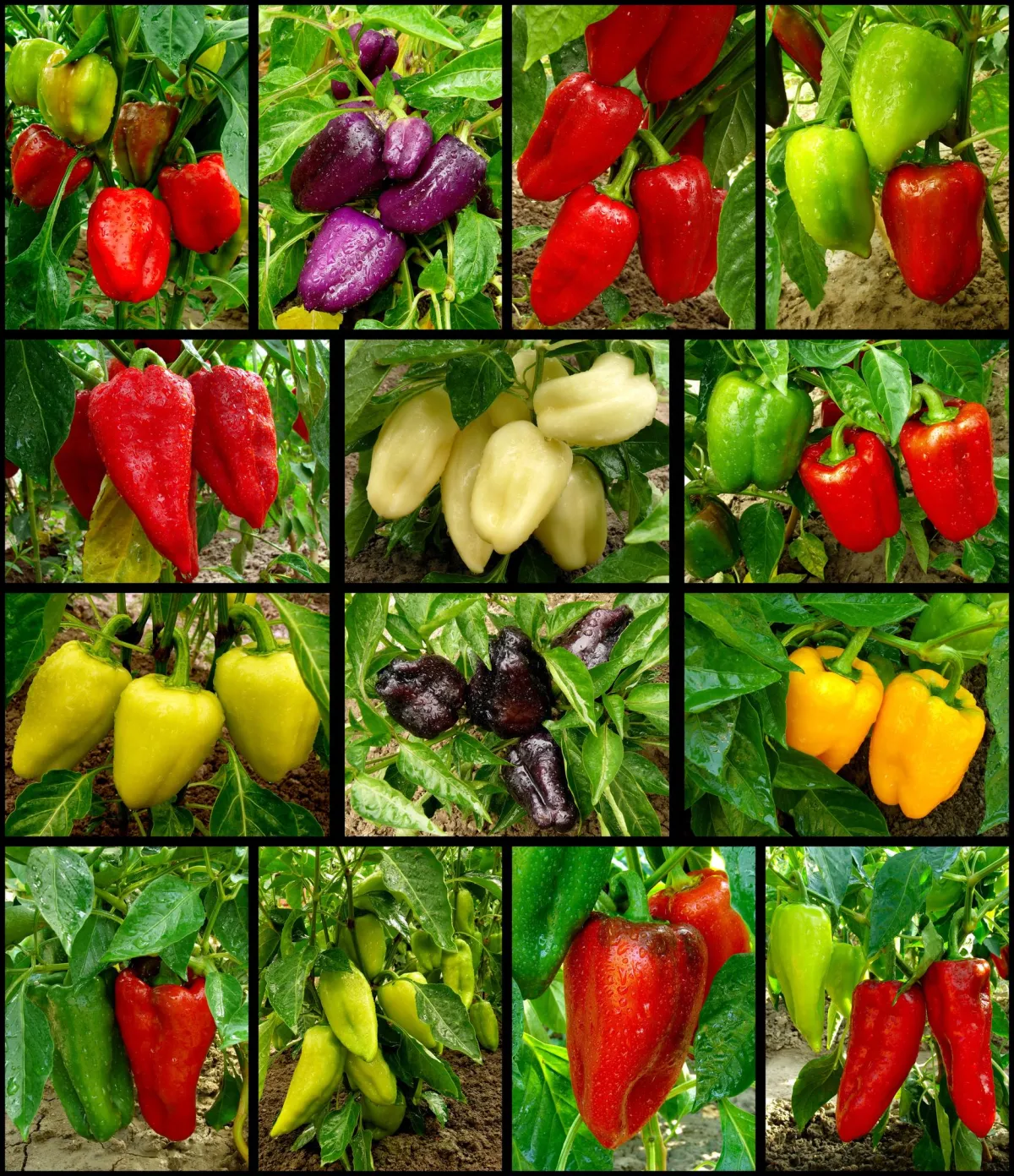 Image of a variety of pepper plants