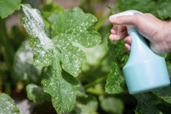 Tips to Identify and Treat Powdery Mildew in Your Vegetable Gardens