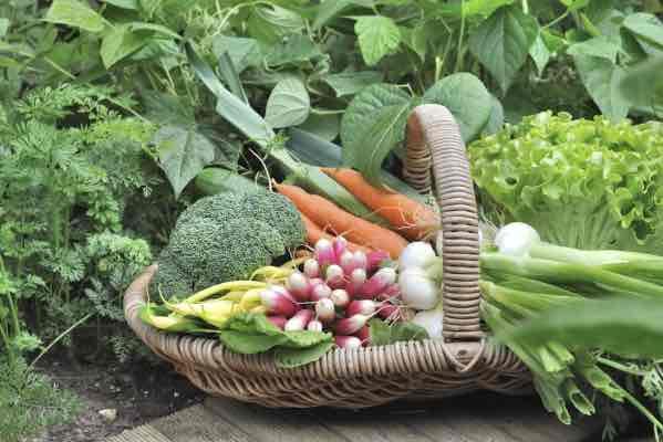 Are you ready to plant a fall garden? A planting guide for a fall harvest 
