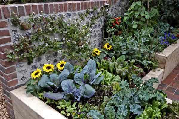 Fall Veggies