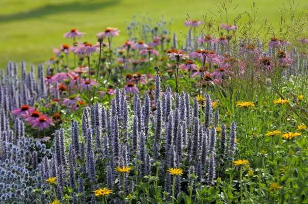 Image of a drought tolerant pollinator garden