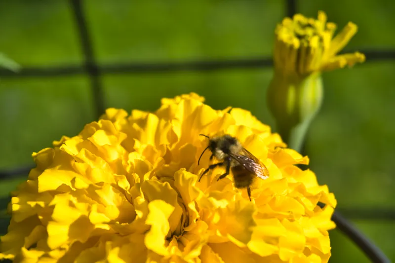 Stop Guessing, Start Growing: 5 Ways a Garden Consultant Transforms Your Yard