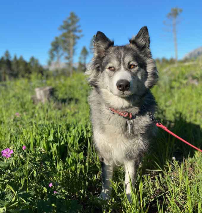 Lupa, The Wildling