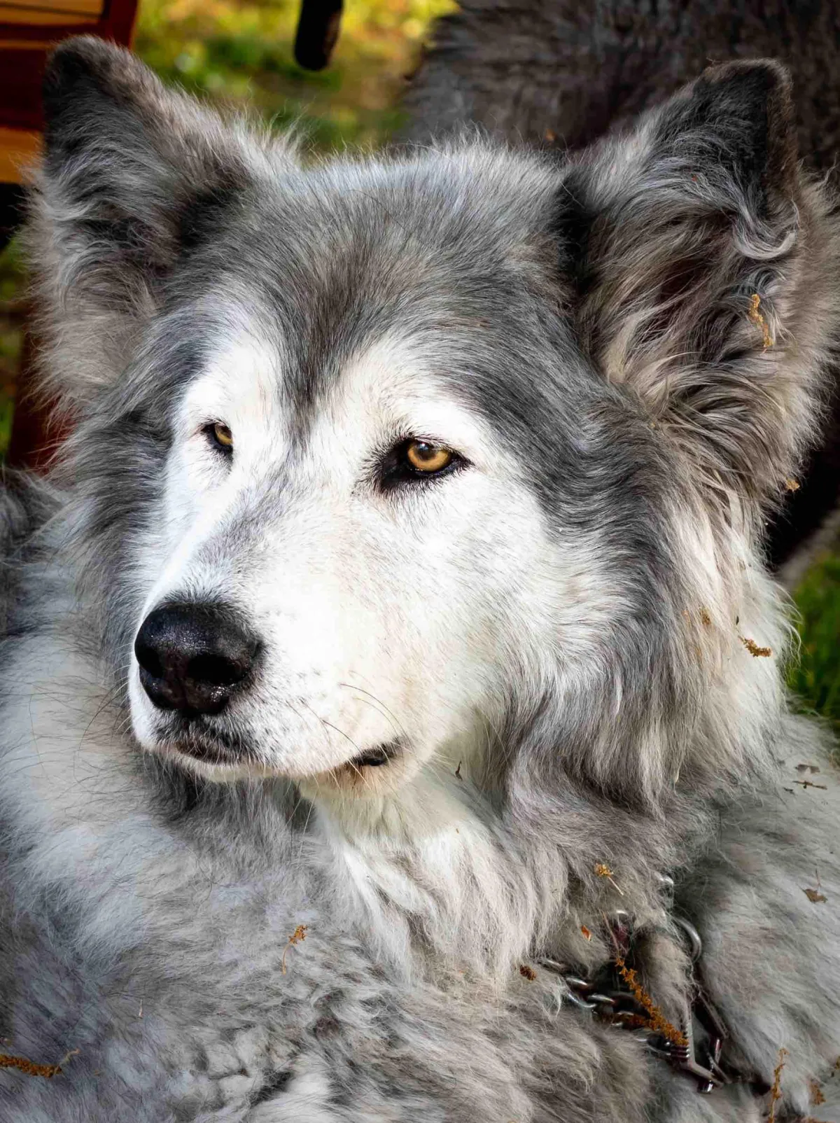 Bella