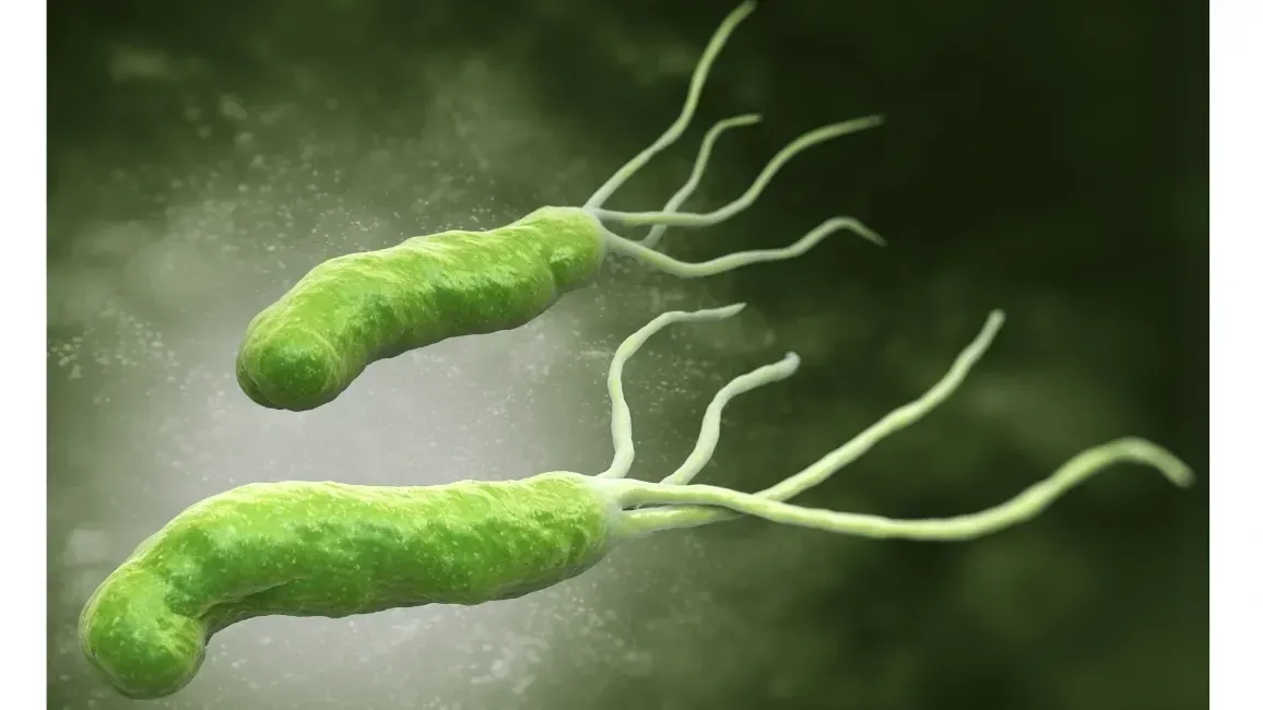 h.pylori virus