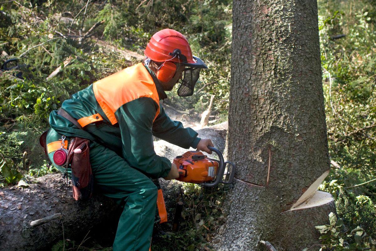 Tree removal crew safely cutting down a large tree near a home using professional equipment in Phoenix.