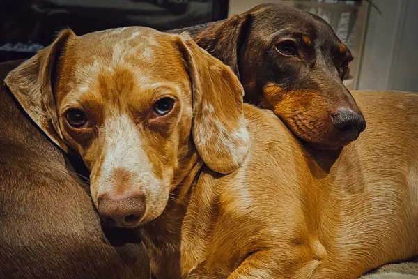 two sausage dogs cuddling