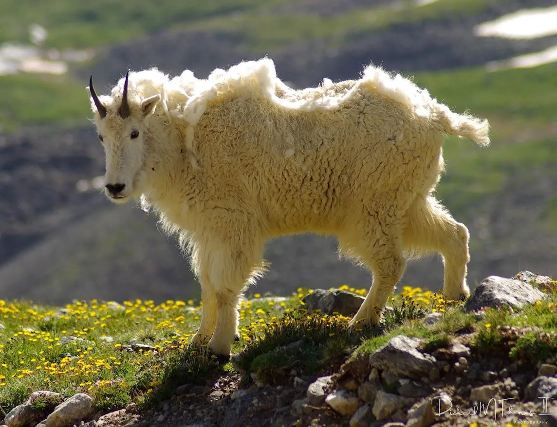 Mountain Goat
