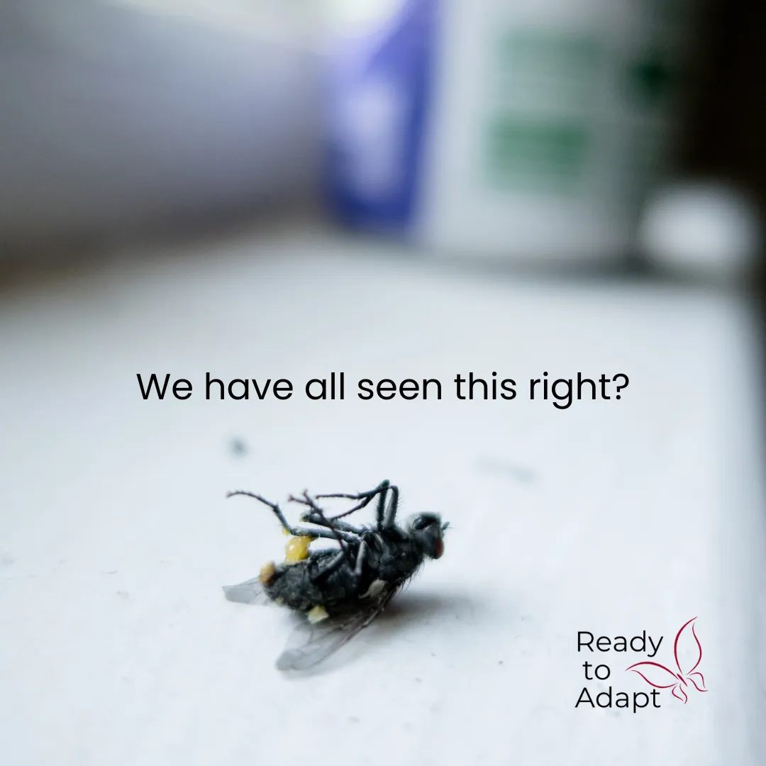 The Fly that dies trying - RA Breakthrough