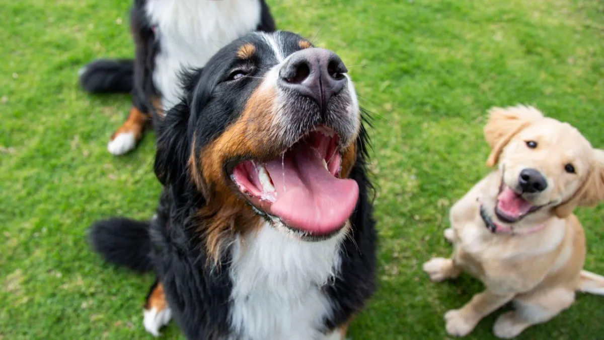 6 Best Dog Parks in Austin (With Off-Leash Areas, Water Access & Shade)