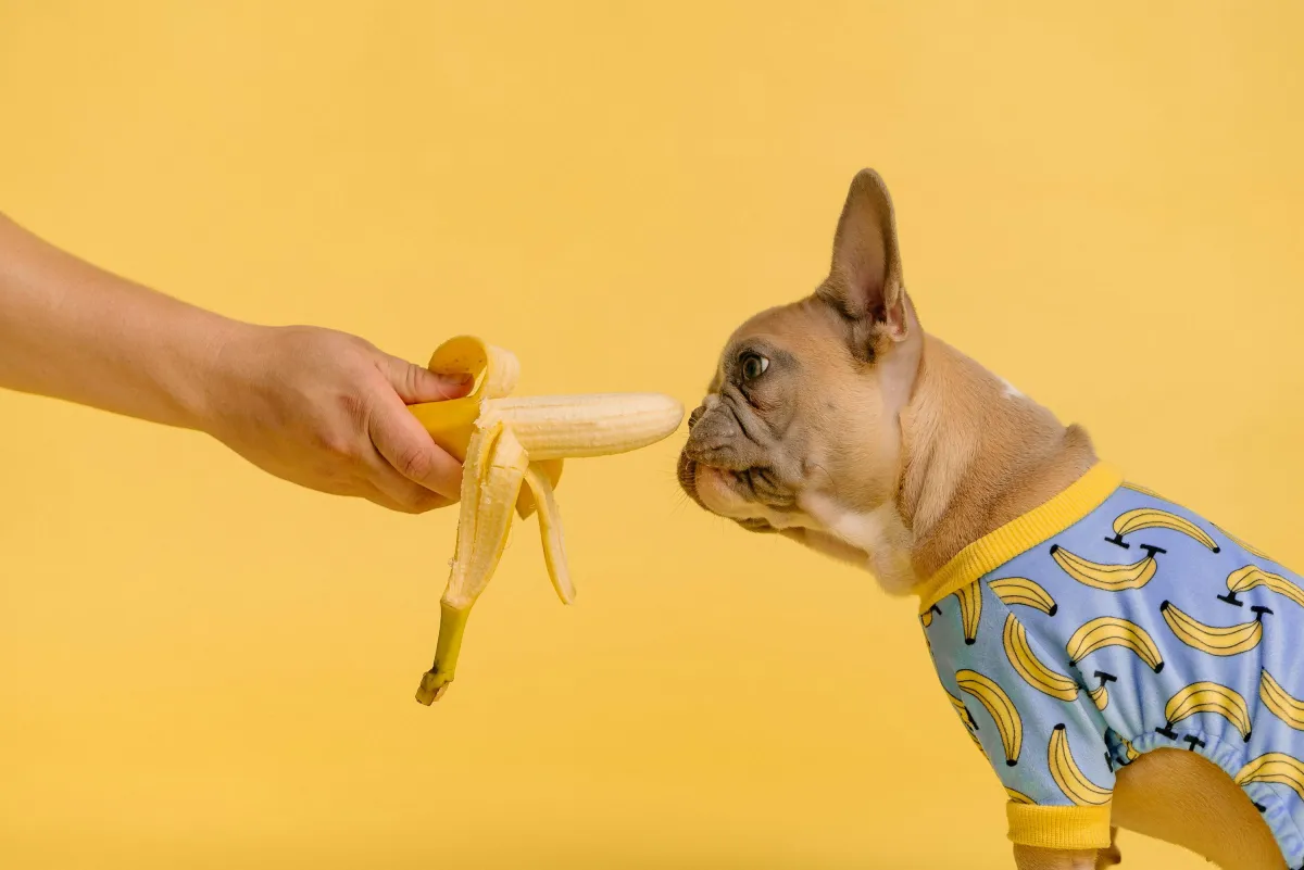 How to Feed a Puppy: A Simple Guide to Choosing the Right Puppy Food and Feeding Schedule