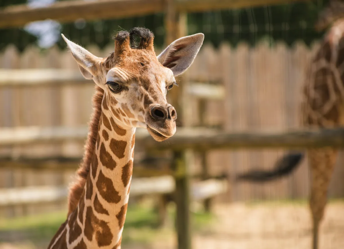 Gulf Breeze Zoo Celebrates the Birth of a New Giraffe Calf