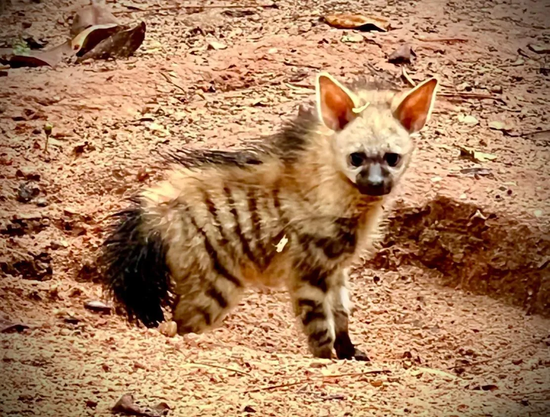 History is made as ZooWorld Zoological Park announces the birth of the first aardwolf pups born in the U.S in over 40 years!