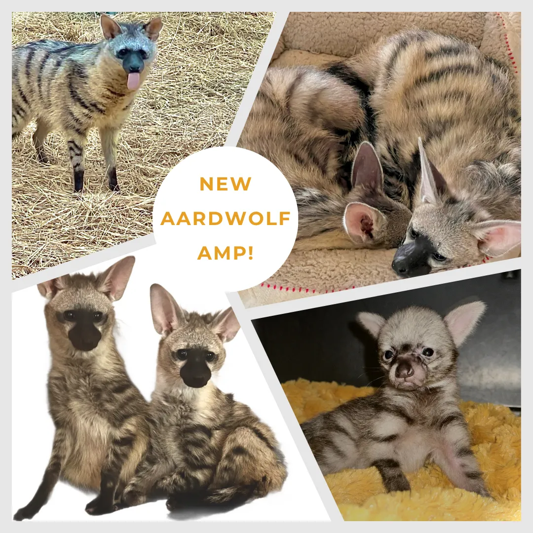 Aardwolf