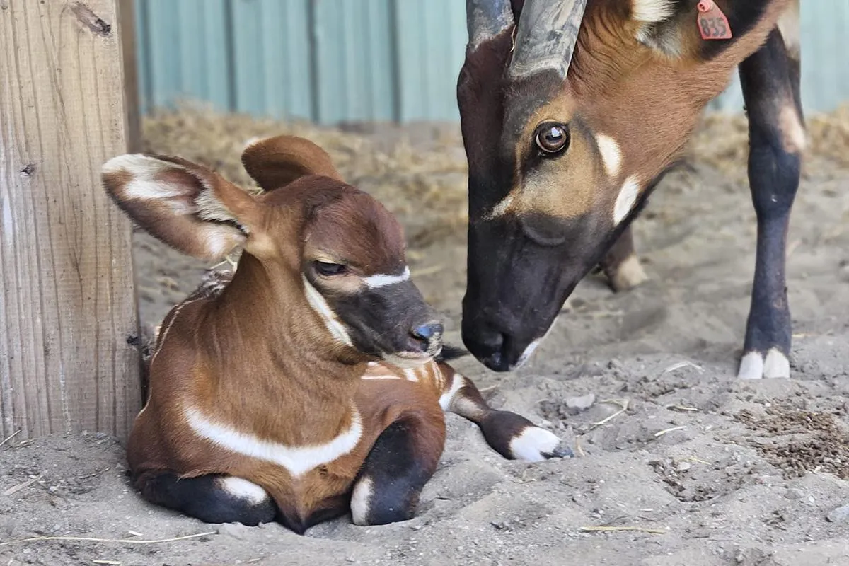 Bongo