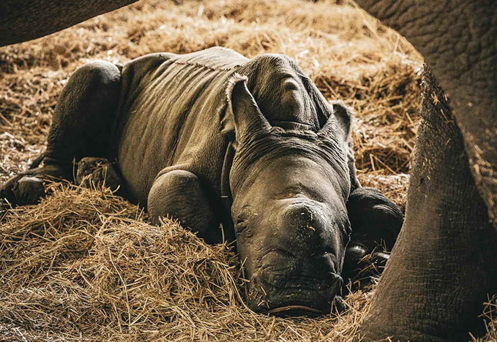 Zoofari Parks Welcomes First Second-Generation Rhino Birth
