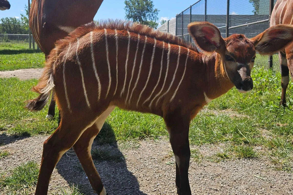African Safari Wildlife Park welcomes another endangered antelope
