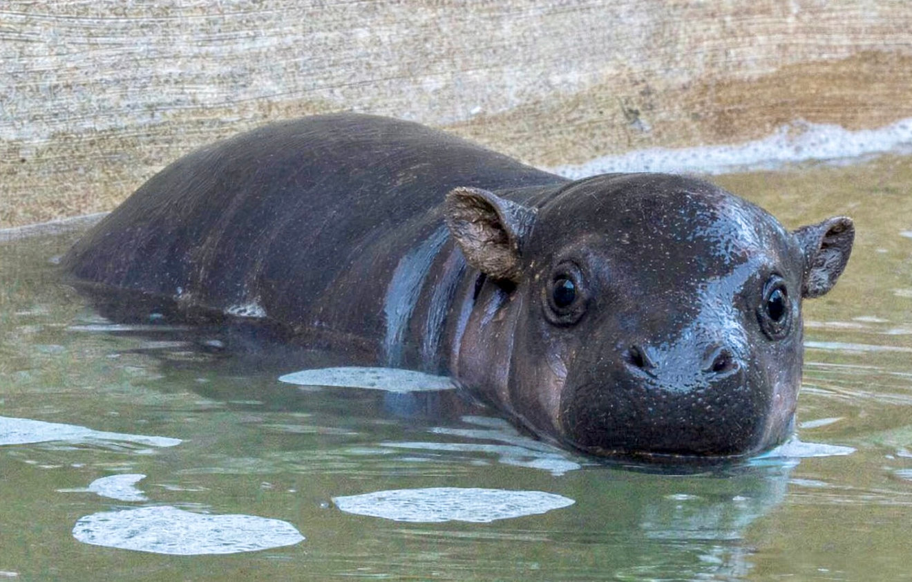 Pygmy Hippo