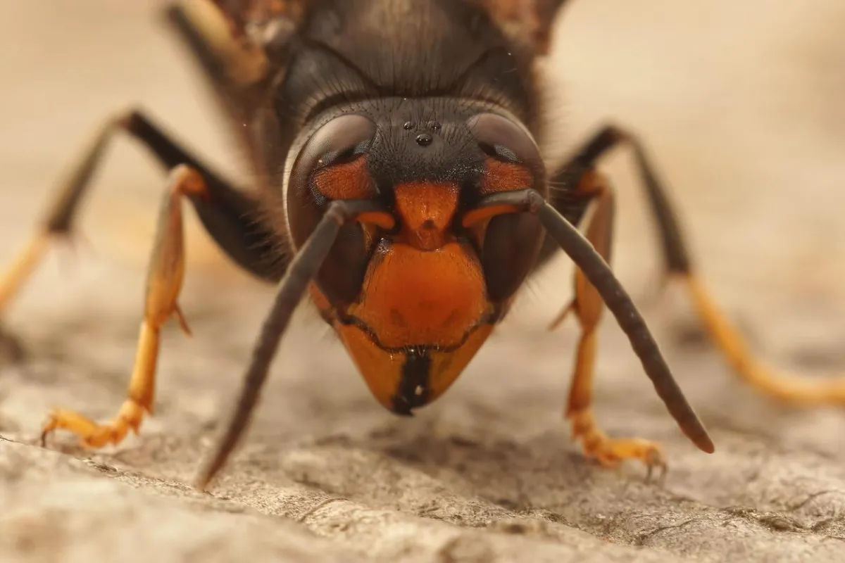 The Role of Predatory Insects: Natural Allies in Biological Pest Control