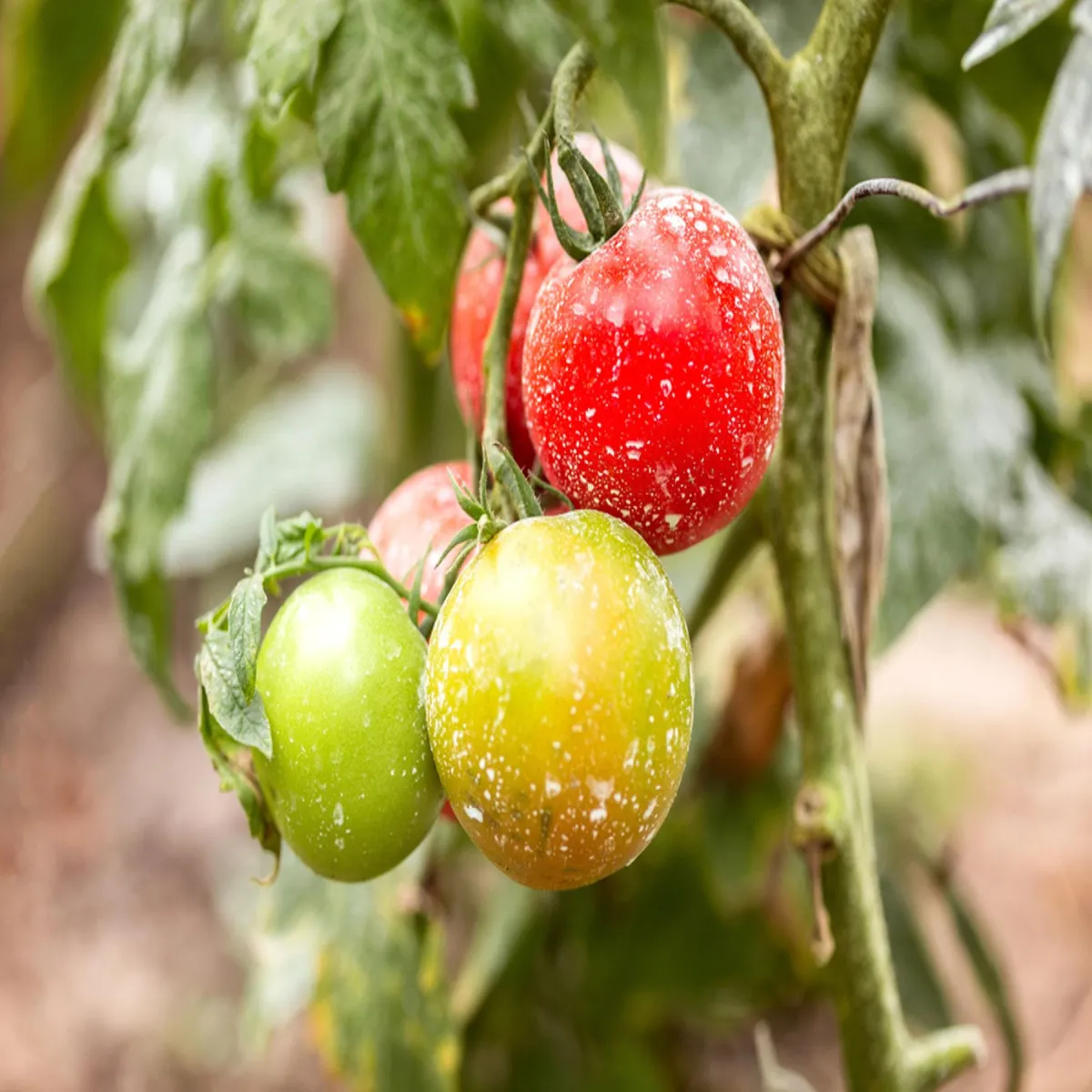 Organic Pest Control: Growing Demand and Emerging Techniques