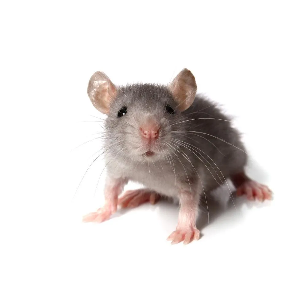 Rodent-Proofing Your Property: Simple Steps to Keep Mice and Rats at Bay