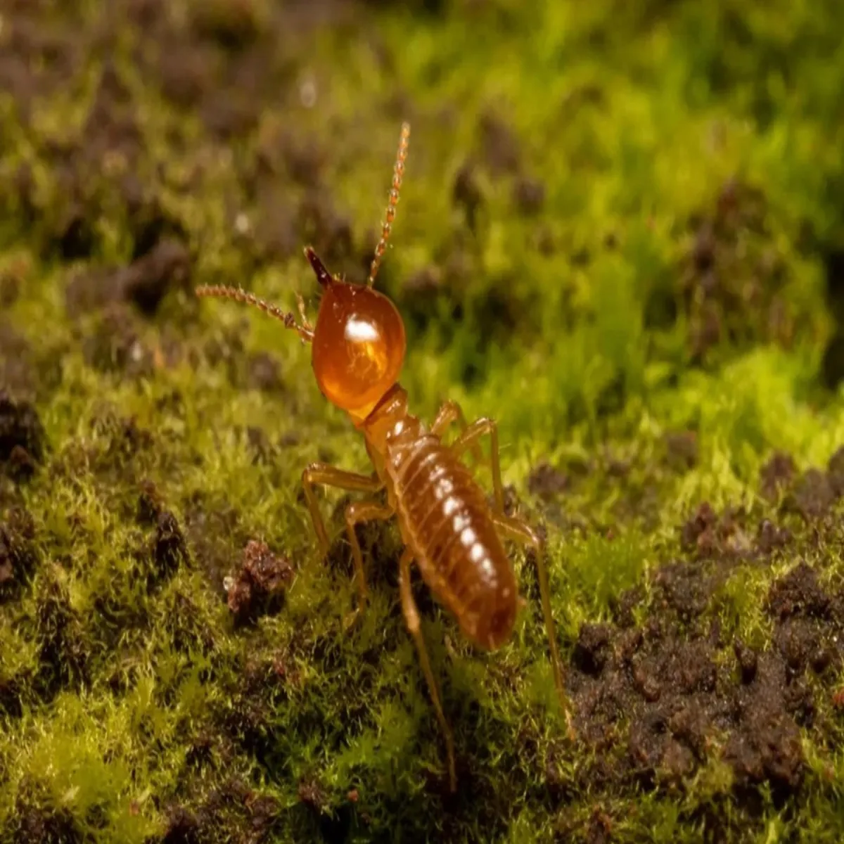 Termite Treatment Options: Choosing the Best Solution for Long-Term Protection