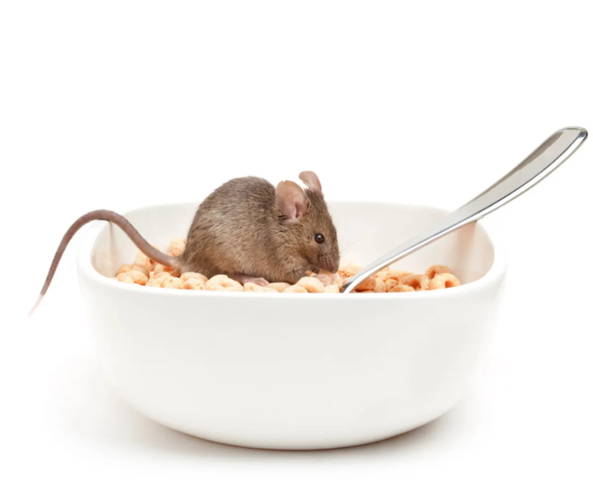 Pest Control Tips for Your Home: Keeping Rodents Away from Food Sources