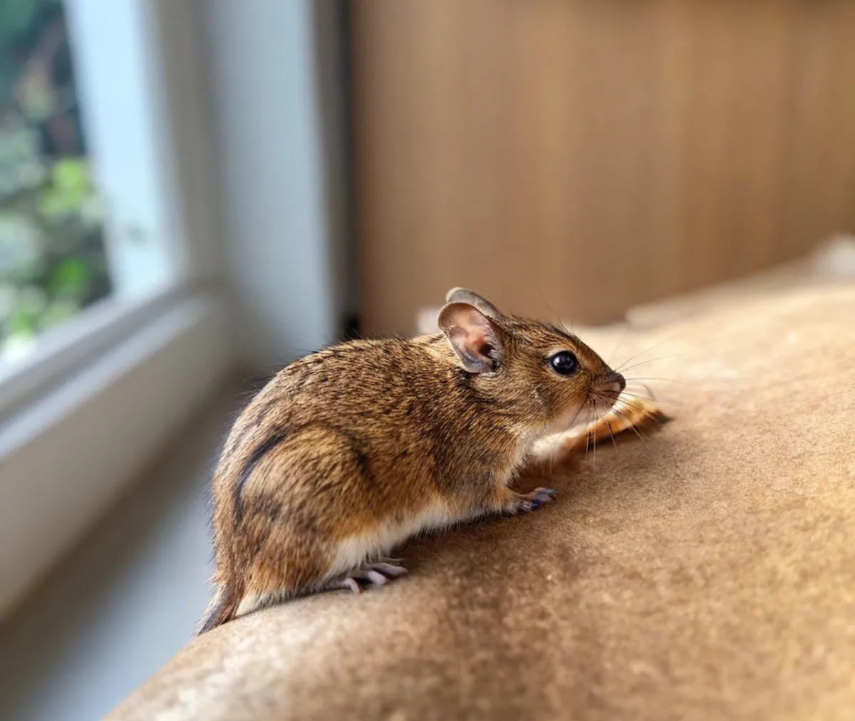 Silent Threats: How Rodents and Termites Can Damage Your Home's Structure and Soundproofing