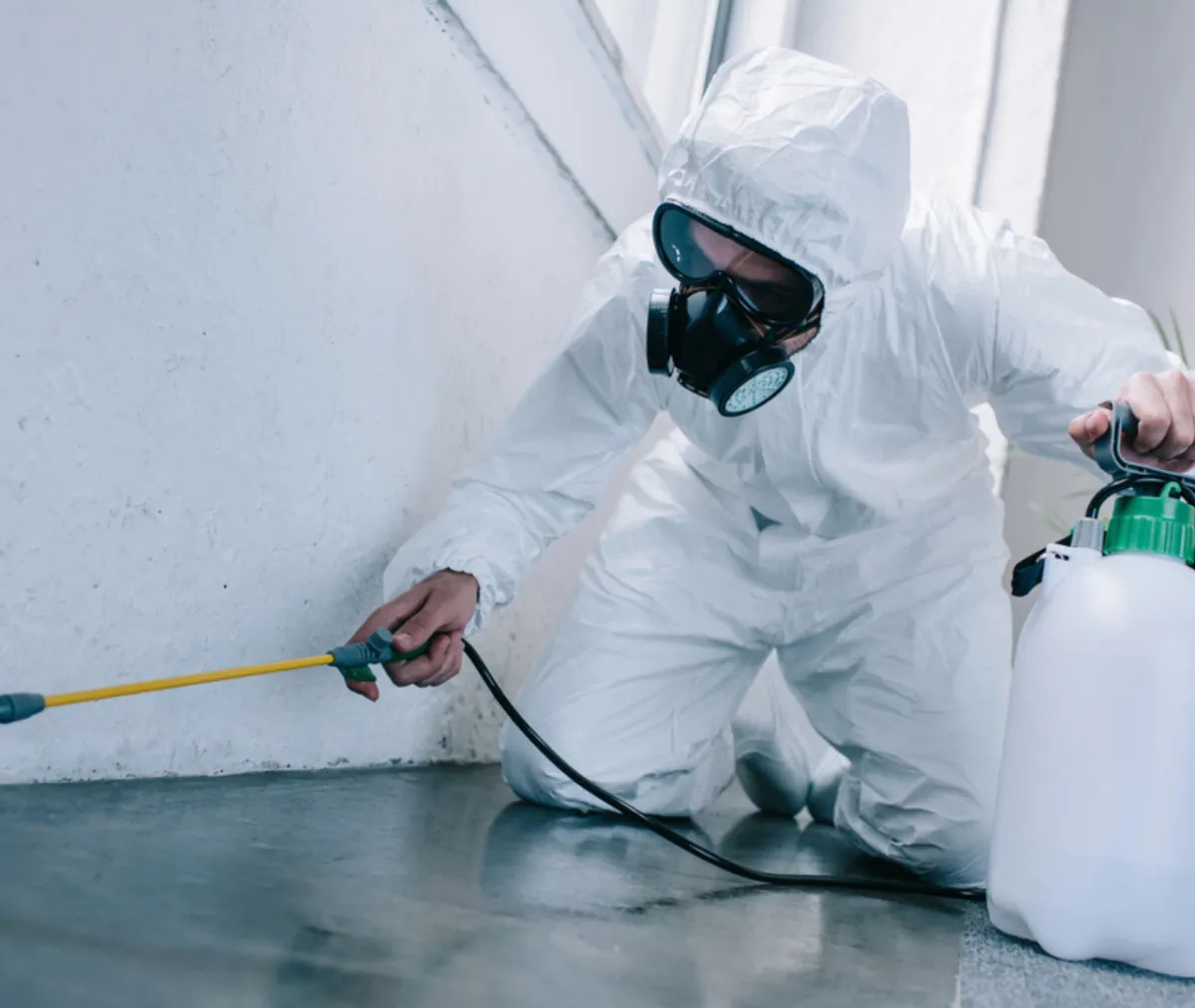 Preventing Termites: What Homeowners Need to Know About Pest-Proofing