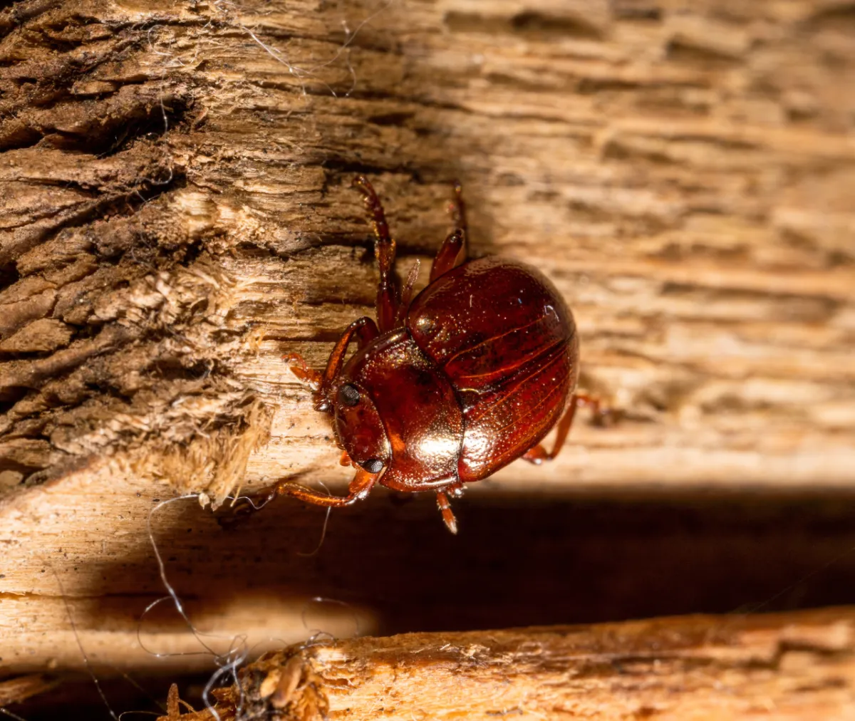 The Hidden Threat of Termites and Rodents: Keeping Your Home Safe