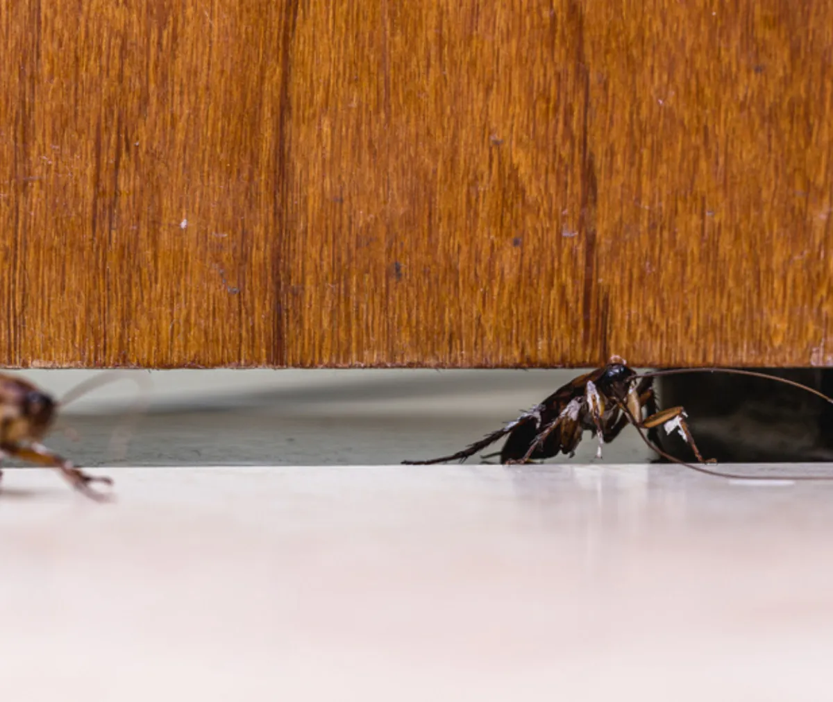 How to Protect Your Home from Termites, Rodents, and Other Pesky Pests
