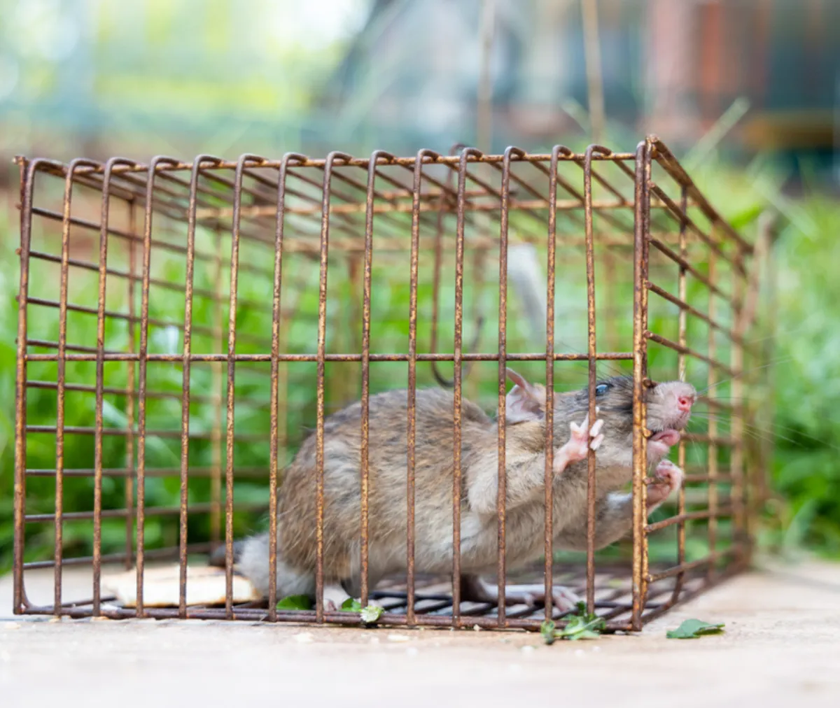 Understanding the Threat of Termites and Rodents: A Guide to Home Pest Prevention