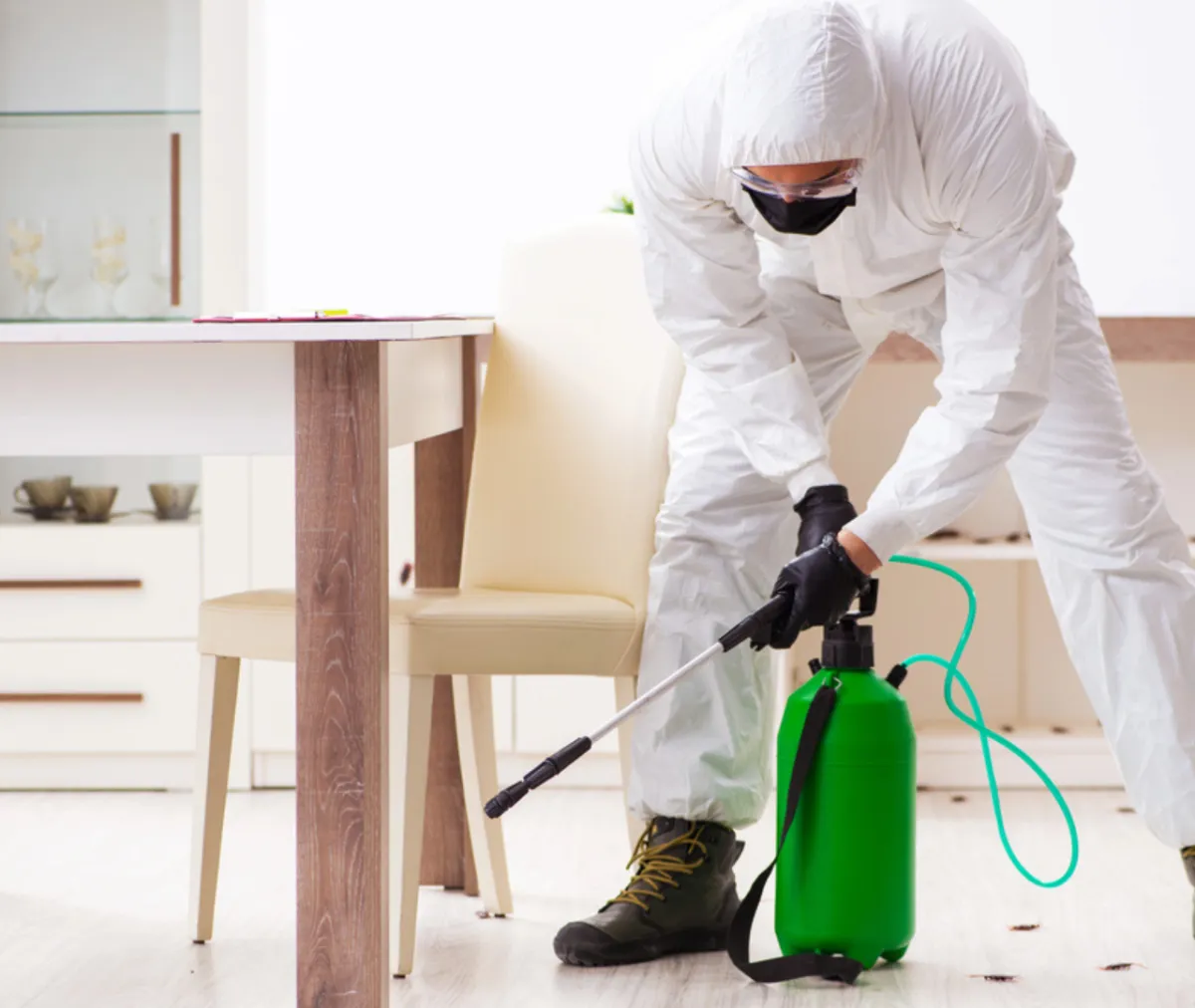 Exterminating Termites and Rodents: Key Steps for Keeping Pests at Bay