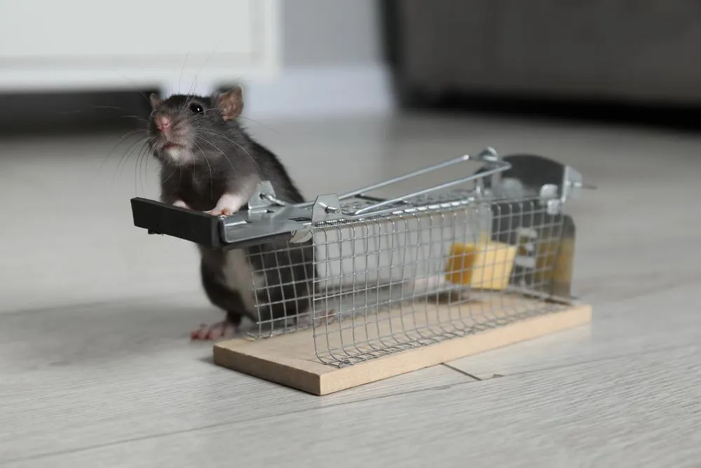 Rodents and Termites on the Move: A Growing Threat to Homes and Businesses