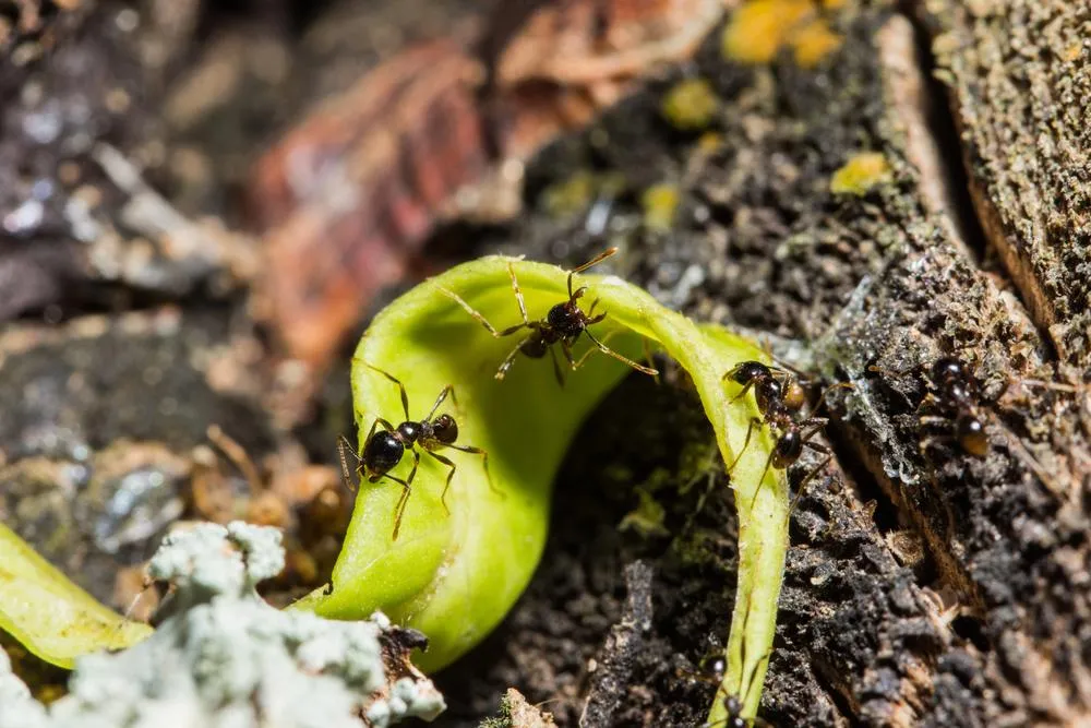 The Sudden Surge in Rodent and Termite Infestations: A Wake-Up Call for Pest Control