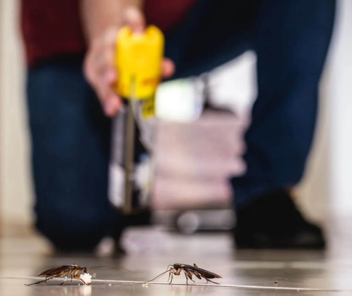 Pest Control Professionals Warn of Escalating Rodent and Termite Activity
