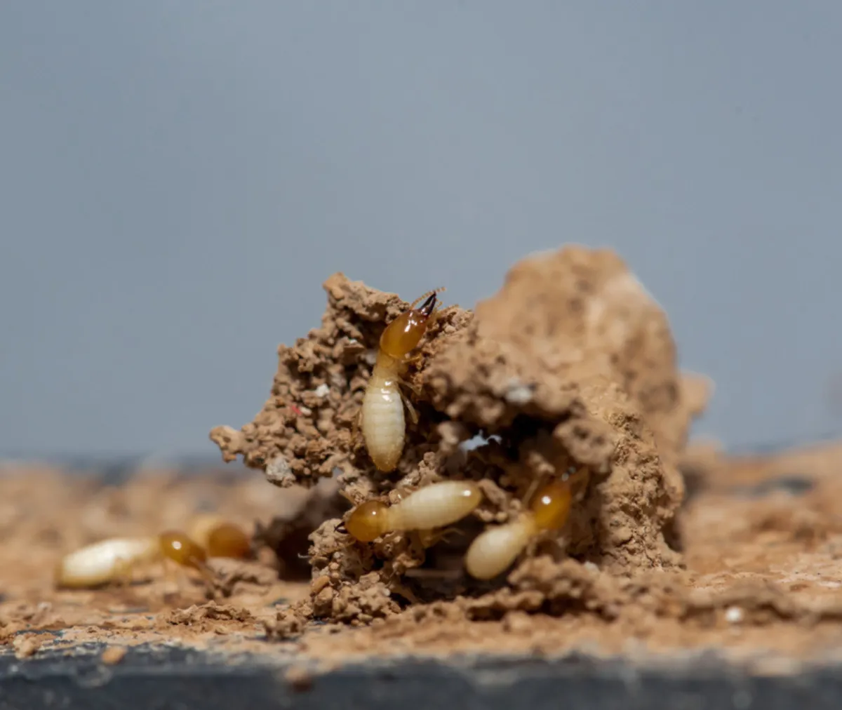 Termites Increase Soil Activity During Cooler Months