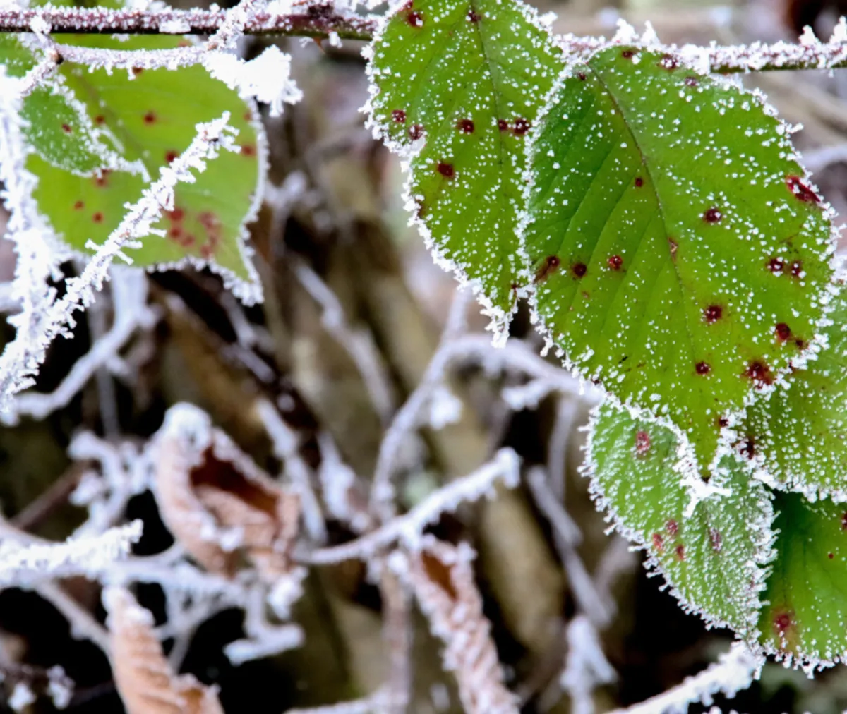 Common Signs of Infestation in Early Cold Weather